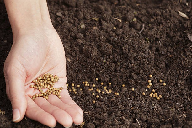 Roots of Radiance Everyday Magic from Herbal Gardens